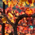 grape vines in fall